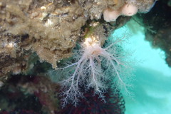 Eupentacta quinquesemita