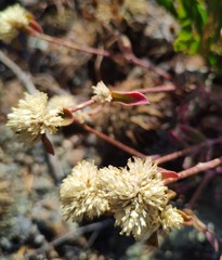 Gomphrena fuscipellita