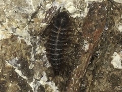 Cypherotylus californicus