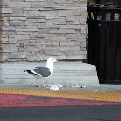 Larus occidentalis