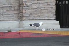 Larus occidentalis