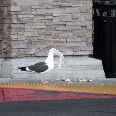 Larus occidentalis