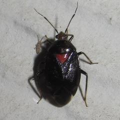 Deraeocoris sayi