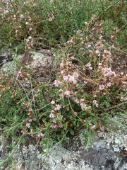 Cuscuta epithymum