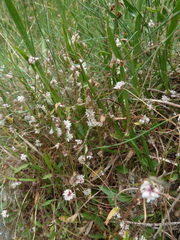 Cuscuta epithymum