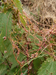 Cuscuta epithymum