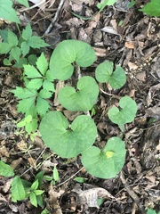 Asarum canadense reflexum