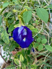Clitoria ternatea