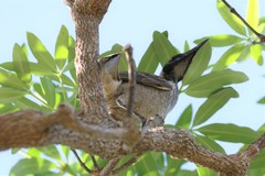 Philemon buceroides