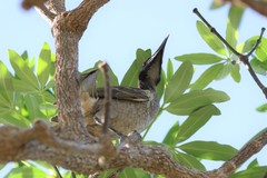 Philemon buceroides