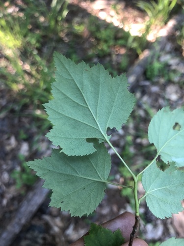Gattinger's Hawthorn (Crataegus gattingeri)