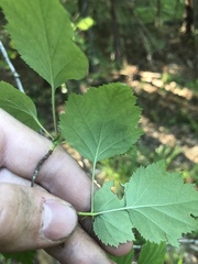 Crataegus gattingeri