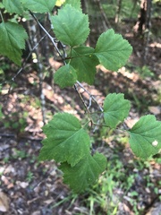 Crataegus gattingeri
