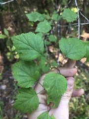 Crataegus gattingeri