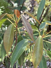 Elaeocarpus chinensis