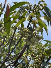 Elaeocarpus chinensis