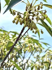 Elaeocarpus chinensis