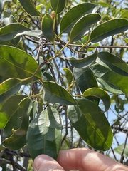 Elaeocarpus chinensis