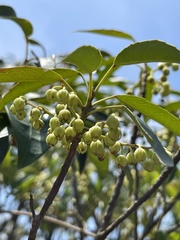 Elaeocarpus chinensis