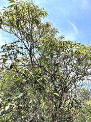 Elaeocarpus chinensis