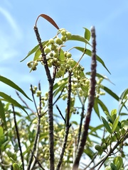 Elaeocarpus chinensis