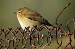 Phylloscopus collybita