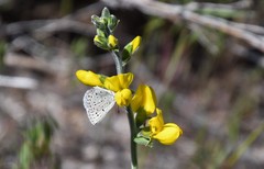 Icaricia icarioides evius