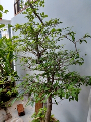 Wrightia religiosa
