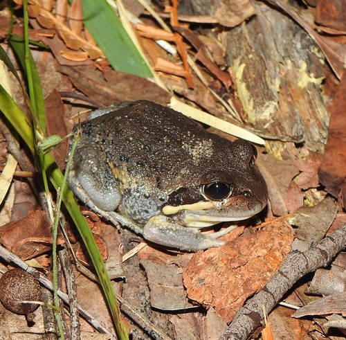 Limnodynastes grayi
