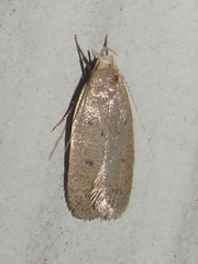 Inga obscuromaculella