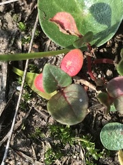 Trianthema portulacastrum