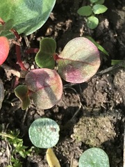 Trianthema portulacastrum