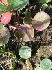 Trianthema portulacastrum
