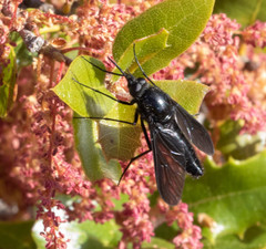 Thevenetimyia notata