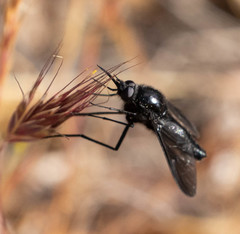 Thevenetimyia notata