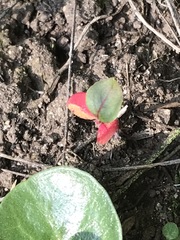Trianthema portulacastrum