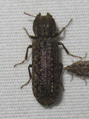 Lichenophanes bicornis