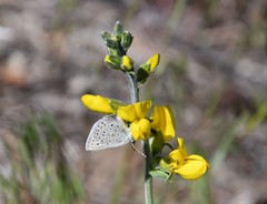Icaricia icarioides evius