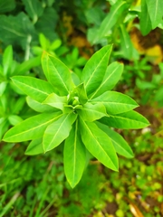 Euphorbia platyphyllos
