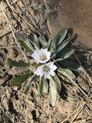 Lewisia brachycalyx