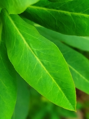 Euphorbia platyphyllos