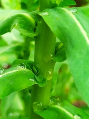 Euphorbia platyphyllos
