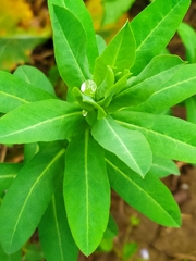 Euphorbia platyphyllos