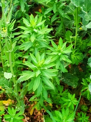 Euphorbia platyphyllos