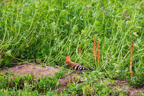 Common Hoopoe