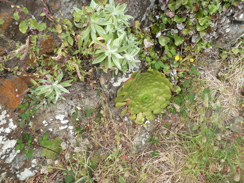 Aeonium glandulosum