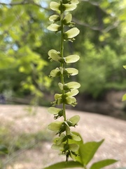Pterocarya stenoptera