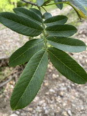 Pterocarya stenoptera