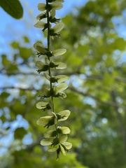 Pterocarya stenoptera