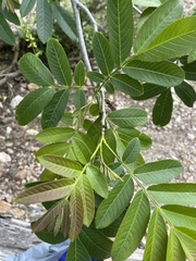 Pterocarya stenoptera